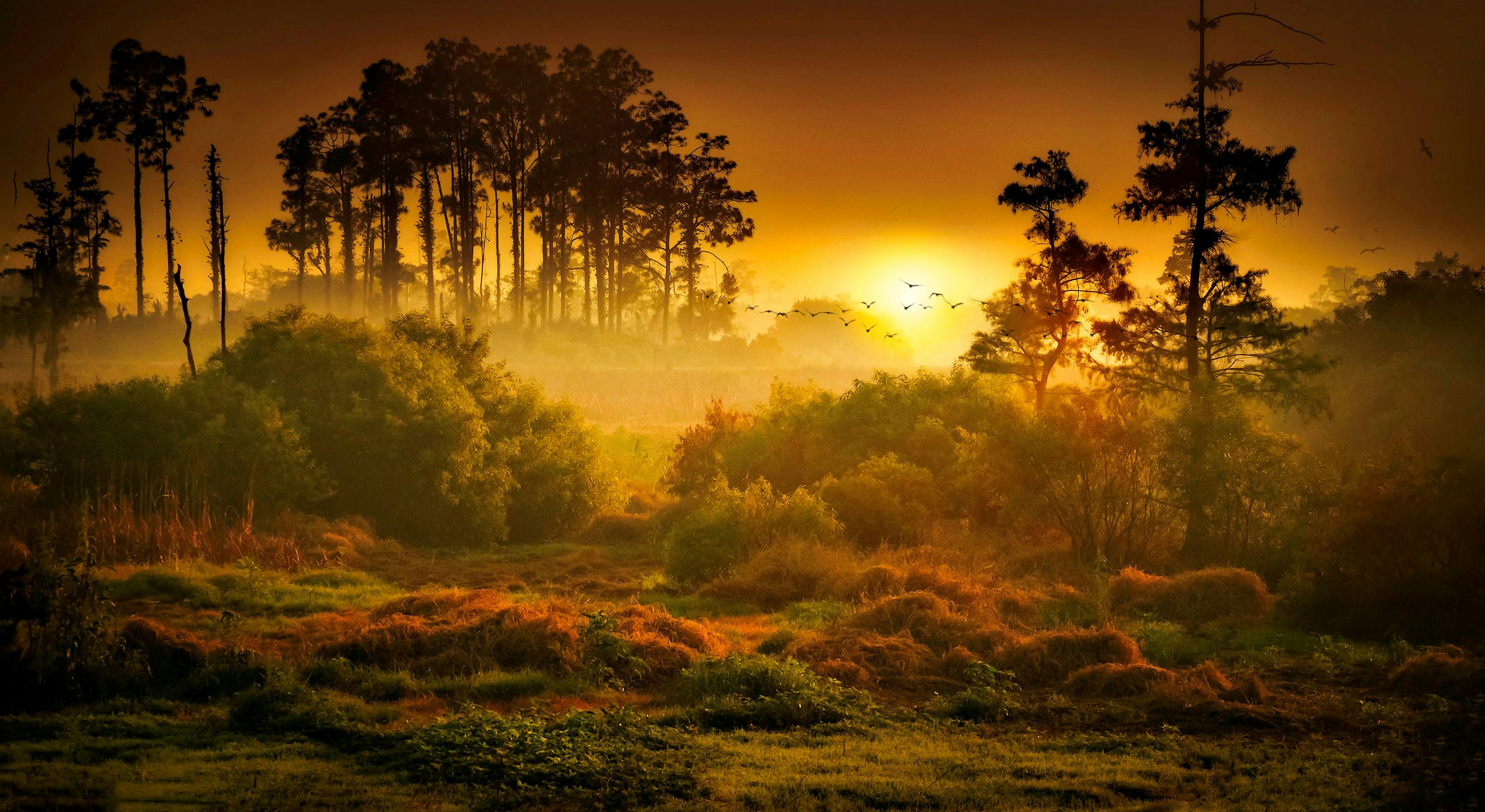 Wetland scene